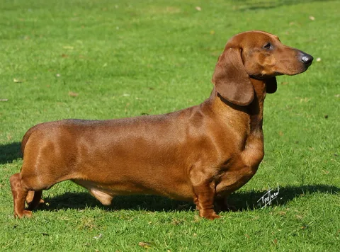 Un dachshund de pelo corto, color rojizo, de perfil sobre el césped, con su cuerpo largo y sus patas cortas